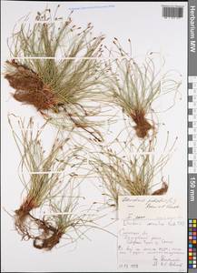 Eleocharis carniolica W.D.J.Koch, Eastern Europe, Western region (E3) (Russia)