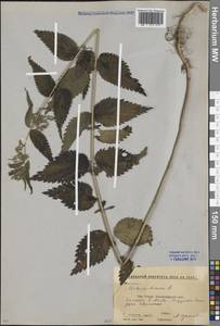 Urtica dioica L., Caucasus, Krasnodar Krai & Adygea (K1a) (Russia)