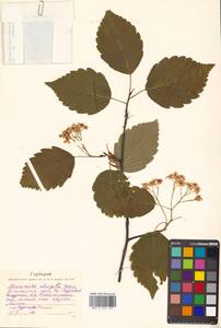 Sorbus alnifolia (Siebold & Zucc.) K. Koch, Siberia, Russian Far East (S6) (Russia)