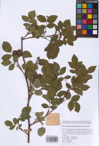 Rosa subcanina (Christ) Dalla Torre & Sarnth., Eastern Europe, Moscow region (E4a) (Russia)