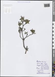 Daphne sophia subsp. taurica (Kotov) Halda, Crimea (KRYM) (Russia)
