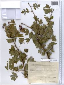 Crataegus, Eastern Europe, West Ukrainian region (E13) (Ukraine)