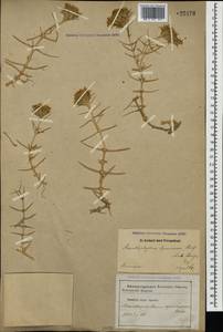 Acanthophyllum pungens (Bunge) Boiss., Caucasus, Armenia (K5) (Armenia)