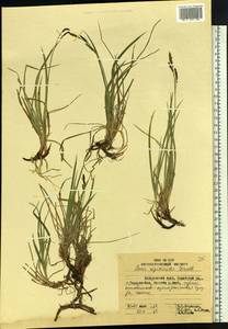 Carex rigidioides (Gorodkov) V.I.Krecz., Siberia, Russian Far East (S6) (Russia)