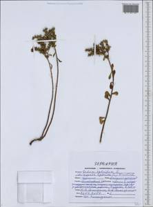 Phedimus hybridus (L.) 't Hart, Eastern Europe, Central forest-and-steppe region (E6) (Russia)
