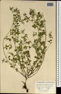 Medicago ruthenica (L.)Ledeb., Mongolia (MONG) (Mongolia)