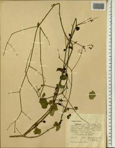 Commicarpus, Africa (AFR) (Ethiopia)