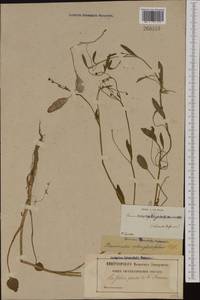 Ranunculus ophioglossifolius Vill., Western Europe (EUR) (France)