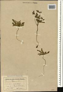 Geranium tuberosum L., Caucasus, Stavropol Krai, Karachay-Cherkessia & Kabardino-Balkaria (K1b) (Russia)