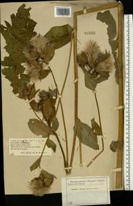 Cirsium oleraceum (L.) Scop., Eastern Europe, Central forest-and-steppe region (E6) (Russia)