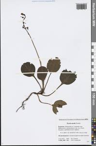 Pyrola media Sw., Siberia, Baikal & Transbaikal region (S4) (Russia)