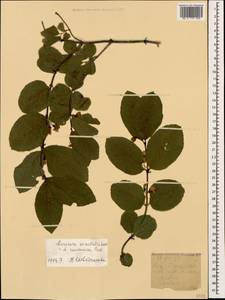 Lonicera caucasica subsp. orientalis (Lam.) D. F. Chamb. & Long, Caucasus, Krasnodar Krai & Adygea (K1a) (Russia)