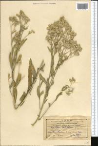 Lepidium latifolium L., Middle Asia, Northern & Central Tian Shan (M4) (Kazakhstan)