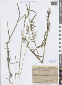 Poa trivialis L., Middle Asia, Syr-Darian deserts & Kyzylkum (M7) (Uzbekistan)