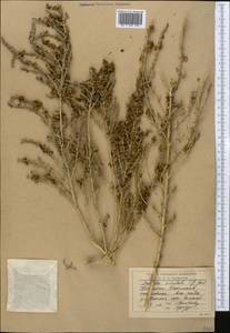Nitrosalsola orientalis (S. G. Gmel.) Theodorova, Middle Asia, Western Tian Shan & Karatau (M3) (Kyrgyzstan)