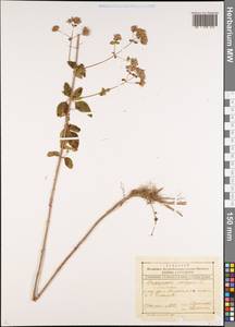 Origanum vulgare L., Caucasus, Dagestan (K2) (Russia)