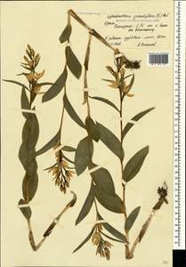 Cephalanthera damasonium (Mill.) Druce, Crimea (KRYM) (Russia)