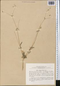 Lomelosia olivieri (Coult.) Greuter & Burdet, Middle Asia, Pamir & Pamiro-Alai (M2) (Uzbekistan)