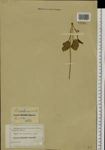 Primula cortusoides L., Siberia, Altai & Sayany Mountains (S2) (Russia)