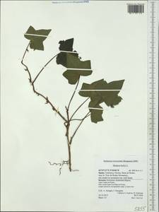 Hedera helix L., Western Europe (EUR) (Spain)