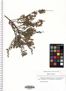 Spiraea crenata L., Eastern Europe, Middle Volga region (E8) (Russia)