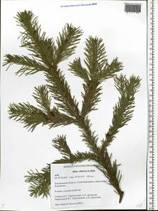 Abies sibirica Ledeb., Eastern Europe, Central forest region (E5) (Russia)