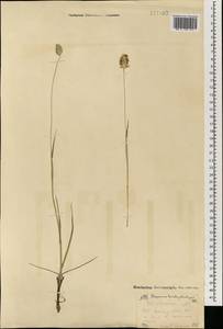 Alopecurus brachystachyus M.Bieb., Mongolia (MONG) (Mongolia)