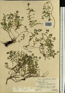Thymus × dimorphus Klokov & Des.-Shost., Eastern Europe, Central forest-and-steppe region (E6) (Russia)
