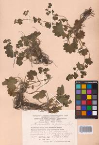 Alchemilla nemoralis Alechin, Eastern Europe, Eastern region (E10) (Russia)