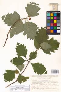 Crataegus sanguinea Pall., Eastern Europe, Moscow region (E4a) (Russia)