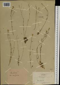 Arabidopsis lyrata subsp. petraea (L.) O'Kane & Al-Shehbaz, Siberia, Yakutia (S5) (Russia)