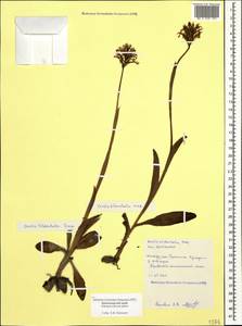 Neotinea tridentata (Scop.) R.M.Bateman, Pridgeon & M.W.Chase, Caucasus, Black Sea Shore (from Novorossiysk to Adler) (K3) (Russia)