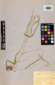 Elymus sibiricus L., Siberia, Baikal & Transbaikal region (S4) (Russia)