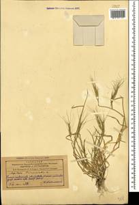 Aegilops triuncialis L., Caucasus, Azerbaijan (K6) (Azerbaijan)