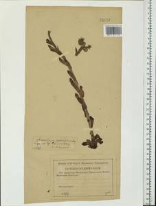 Sempervivum ruthenicum Koch ex Schnittsp. & C. B. Lehm., Eastern Europe, Lower Volga region (E9) (Russia)