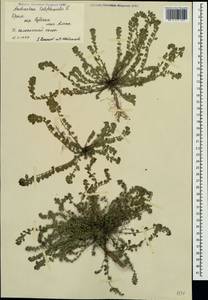 Andrachne telephioides L., Crimea (KRYM) (Russia)