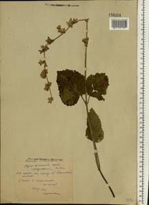Salvia verticillata L., Eastern Europe, Middle Volga region (E8) (Russia)