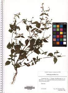 Galinsoga parviflora Cav., Eastern Europe, Middle Volga region (E8) (Russia)