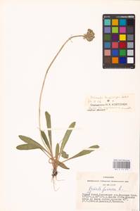 Primula longiscapa Ledeb., Siberia, Altai & Sayany Mountains (S2) (Russia)
