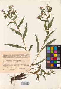 MHA 0 152 804, Pulmonaria angustifolia L., Eastern Europe, Central region (E4) (Russia)