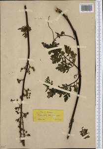 Scrophularia lucida L., Western Europe (EUR) (Greece)