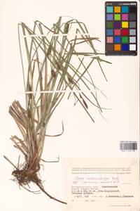 Carex melanostachya M.Bieb. ex Willd., Eastern Europe, Lower Volga region (E9) (Russia)