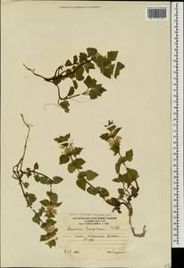 Lamium tomentosum Willd., Caucasus, South Ossetia (K4b) (South Ossetia)