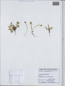Cochlearia groenlandica L., Siberia, Yakutia (S5) (Russia)
