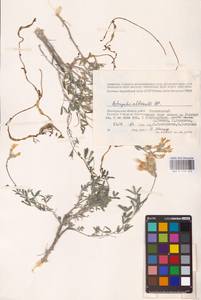 Astragalus albicaulis DC., Eastern Europe, Lower Volga region (E9) (Russia)