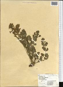 Corydalis fedtschenkoana Regel, Middle Asia, Western Tian Shan & Karatau (M3) (Kazakhstan)