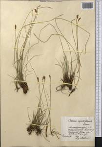 Carex capillifolia (Decne.) S.R.Zhang, Middle Asia, Northern & Central Tian Shan (M4) (Kazakhstan)