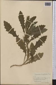 Hippobroma longiflora (L.) G.Don, America (AMER) (Cuba)