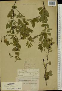 Prunus fruticosa Pall., Eastern Europe, Central forest-and-steppe region (E6) (Russia)
