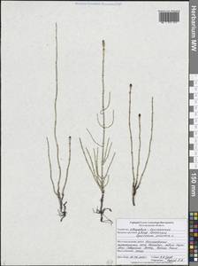Equisetum palustre L., Eastern Europe, Central forest-and-steppe region (E6) (Russia)